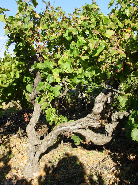 Château Virgile – Costières de Nîmes – Rosé 2021