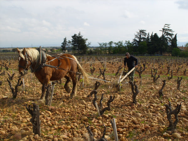 Domaine de la Biscarelle - Châteauneuf du Pape 2020