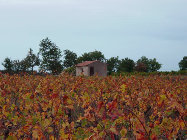La Font de l'Olivier - Carignan, Vielles Vignes 2020
